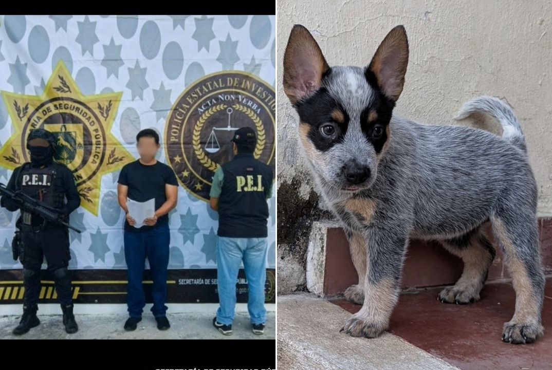 Juez libera a presunto responsable de disparar a la perrita 'Sicilia' en Plan de Ayala Norte, Mérida