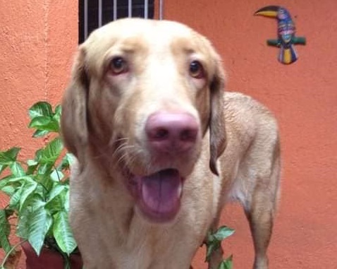 Feria de Salud Animal ''Peek ConSentido'' informa sobre labor de animalistas