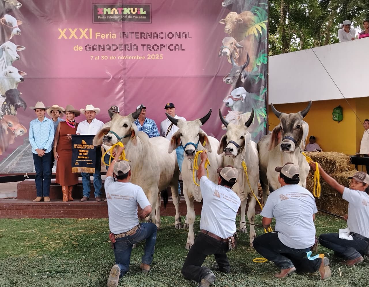 Inicia en Xmatkuil la 31ª Feria Internacional de Ganadería Tropical con exhibición de excelencia genética 