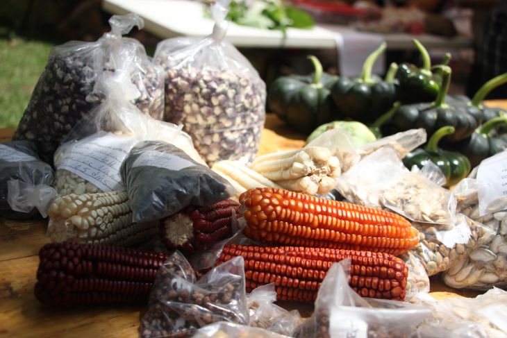 Fiesta de las semillas honra granos nativos de la península