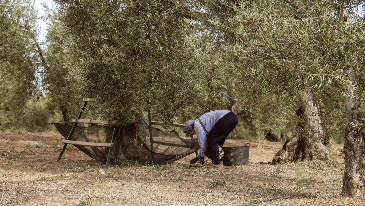 Yucatán, por debajo de media nacional en mujeres con derechos ejidales: RAN