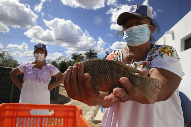 La Jornada Maya | Yucatán | La Jornada Maya | La Sepasy brinda apoyo a  productores de tilapia al interior de Yucatán