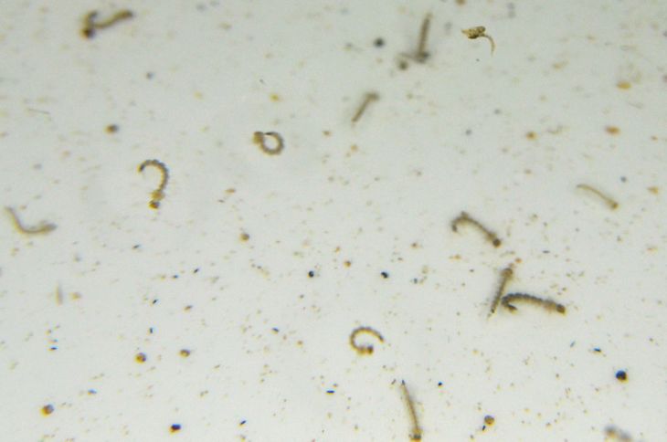 Presencia de moscos en Mérida, habitual por la temporada de lluvias