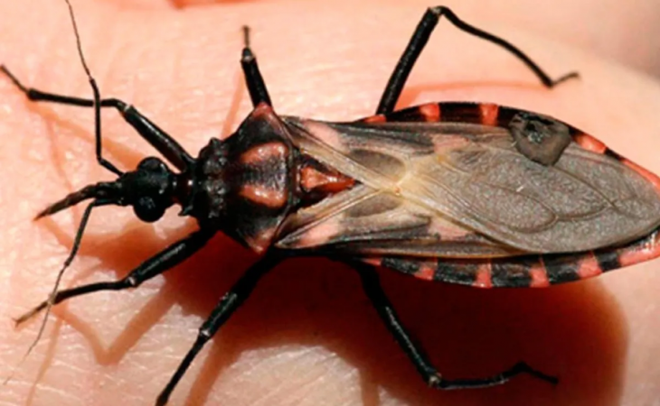 Organizan coloquio ‘Chagas en Yucatán’ para visibilizar la enfermedad