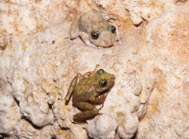 Extinción de anfibios aumenta el riesgo de enfermedades para humanos: Biólogo