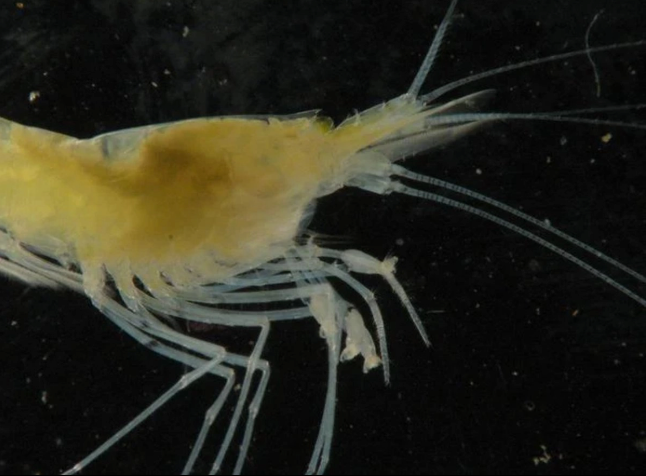 Camarones cavernícolas son esenciales para el equilibrio alimenticio de los cenotes de Yucatán