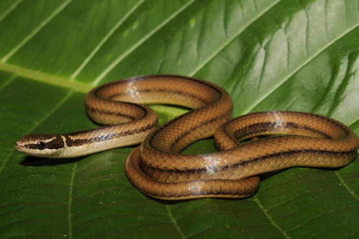 Serpiente sin rayas, un reptil endémico de la ciudad poco documentado
