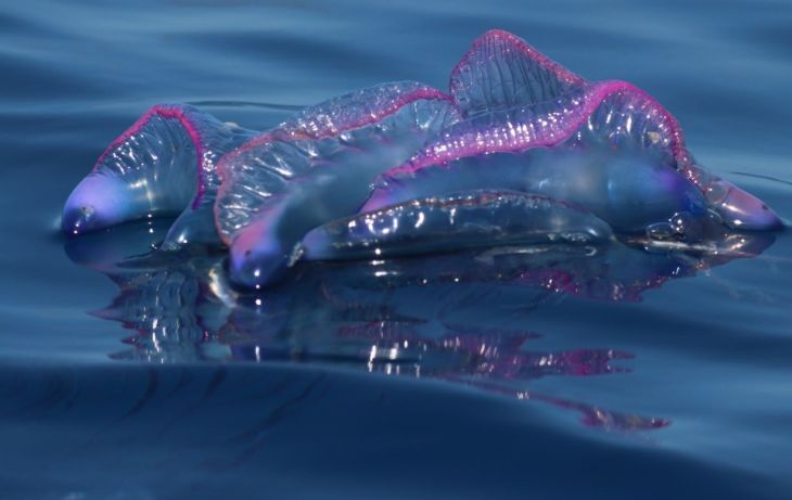 Fragata portuguesa: peligrosa criatura más antigua que los dinosaurios