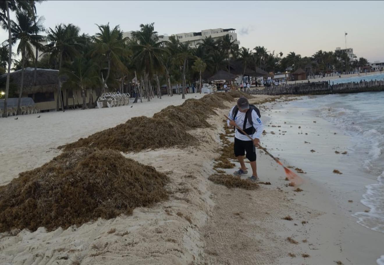 Arribo anticipado de sargazo, una señal de alerta: biólogo Gustavo Maldonado