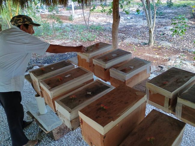 Conoce el ritual maya para dar la bienvenida a las abejas meliponas