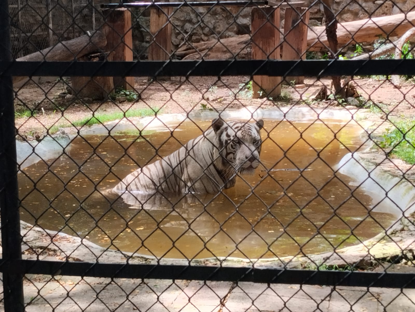 El parque Zoológico de Mérida: símbolo de conservación y evolución 