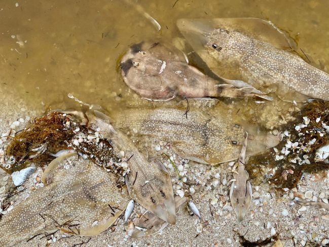 Las algas de marea roja en Yucatán se alimentan de aguas residuales: Cinvestav