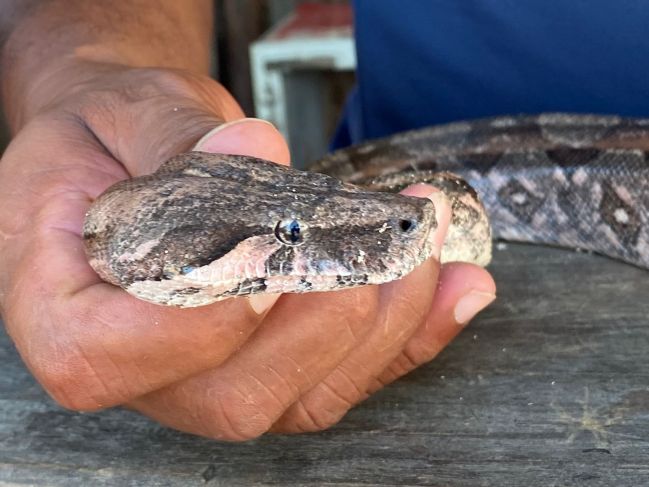 Ofrecerán curso de manejo de serpientes en Yucatán