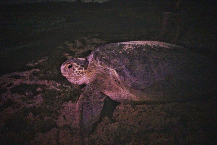 Arranca temporada de anidación de tortugas marinas en Yucatán