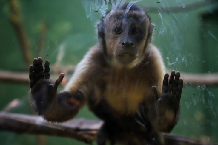 Durante el 2021, Profepa aseguró 35 especies en Aeropuerto de Mérida