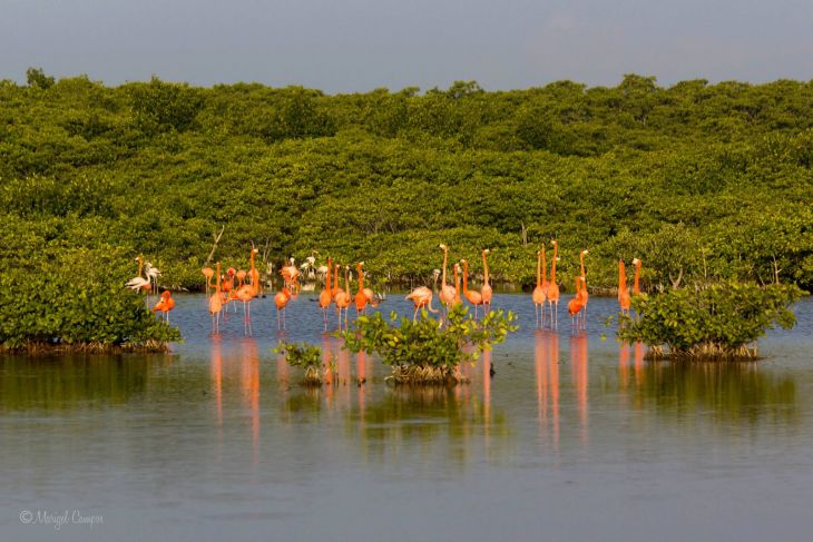 Reserva Ciénagas y Manglares de la Costa Norte de Yucatán, reconocida como sitio Ramsar