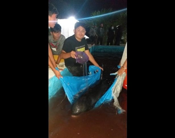 Rescatan a orca pigmea varada en playas de Dzilam de Bravo