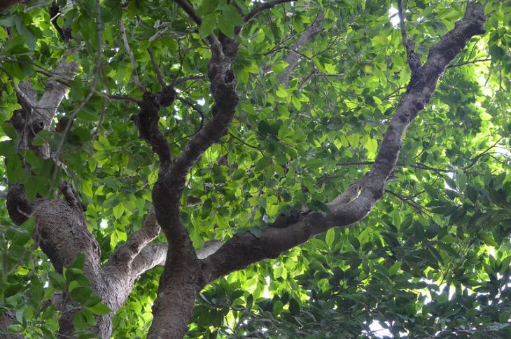 Urgen ecólogos que resuelvan problemas por la pérdida de biodiversidad: especialista