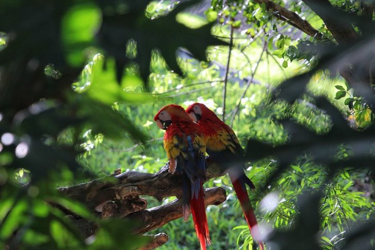 Darán asesoría a organizaciones interesadas en rescatar la fauna silvestre