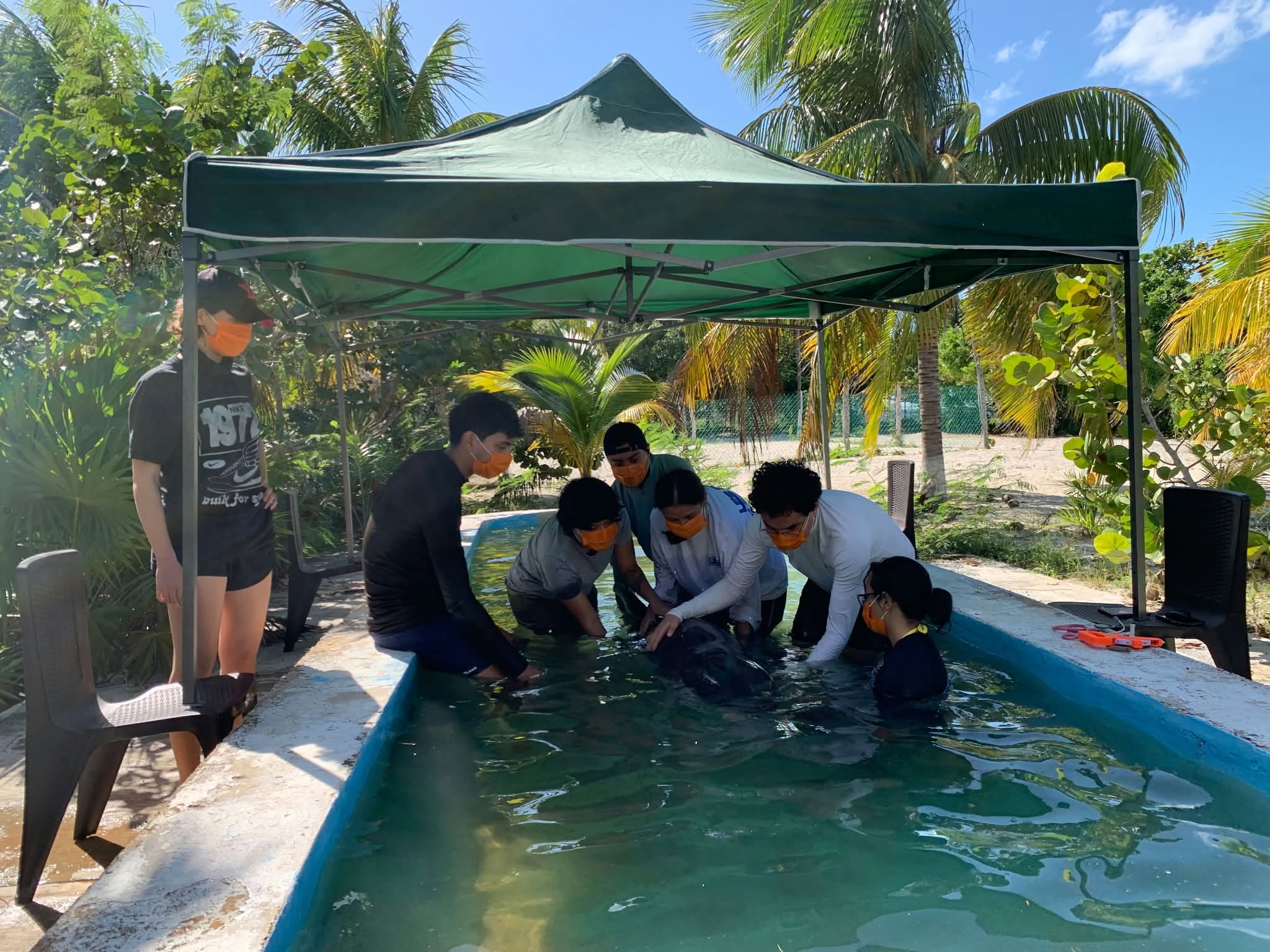 Equipo PICMMY atiende varamiento de un delfín calderón pigmeo en las costas de Sisal, Yucatán