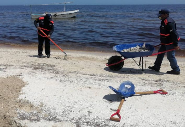 Retiran más de una tonelada de peces muertos por la marea roja en Yucatán