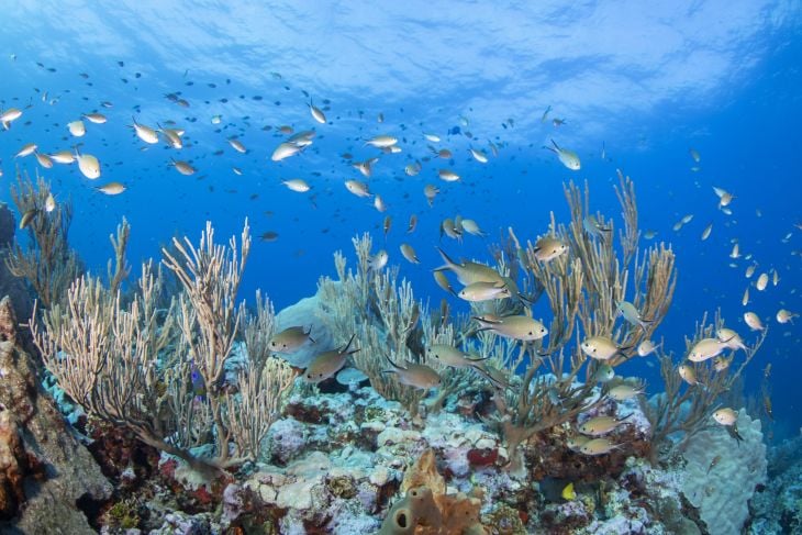 La Jornada Maya Yucatán Astrid Sánchez Conoce Bajos del Norte la nueva área natural