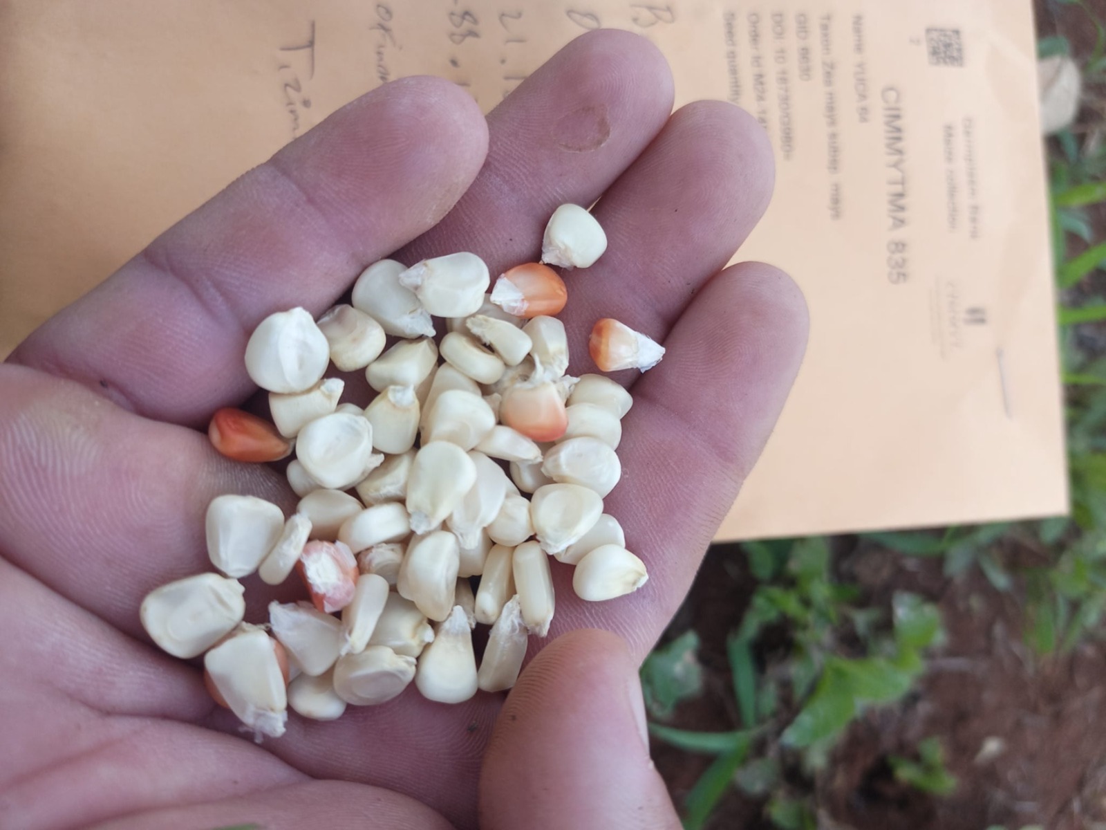 Siembran en Kantunil maíz criollo recolectado hace más de 70 años en el municipio 