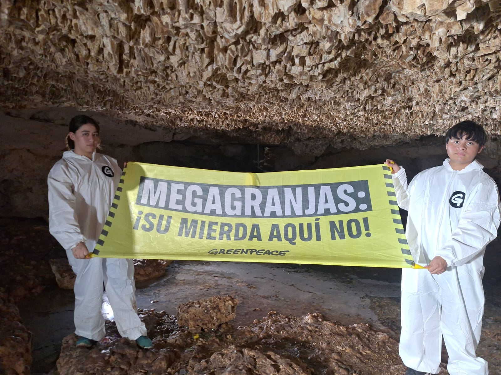 Desde un cenote, Greenpeace se manifesta contra granjas porcícolas en Yucatán: Fotos 