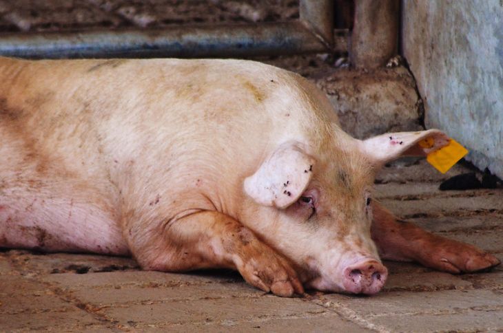 Hay más de 500 granjas porcícolas activas en Yucatán, revela Semarnat