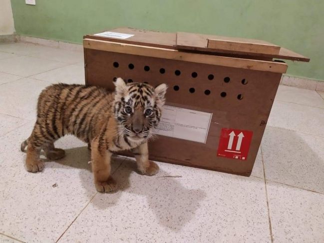 Aseguran cachorro de tigre en el aeropuerto de Mérida