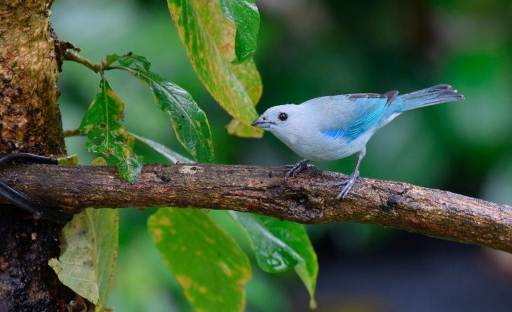 La tangara azul gris, ave de alas azules amenazada por la captura desmedida