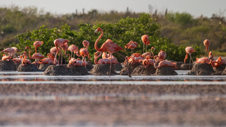 Protegerán 10 mil nidos de flamenco americano en Yucatán