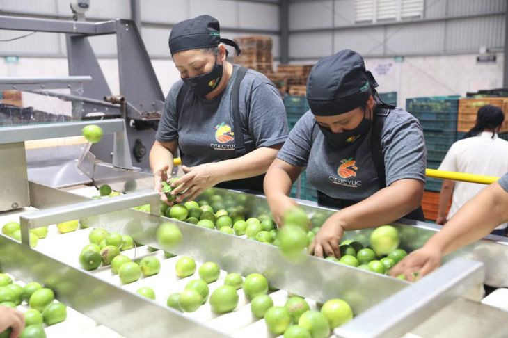 Planta citrícola en Yotholín, apuesta para el desarrollo del sur de Yucatán