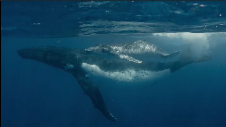 Cine por el medio ambiente en la UADY