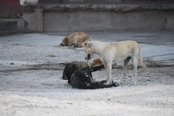 En Mérida, aprueban revocación Reglamento para la Protección a la Fauna