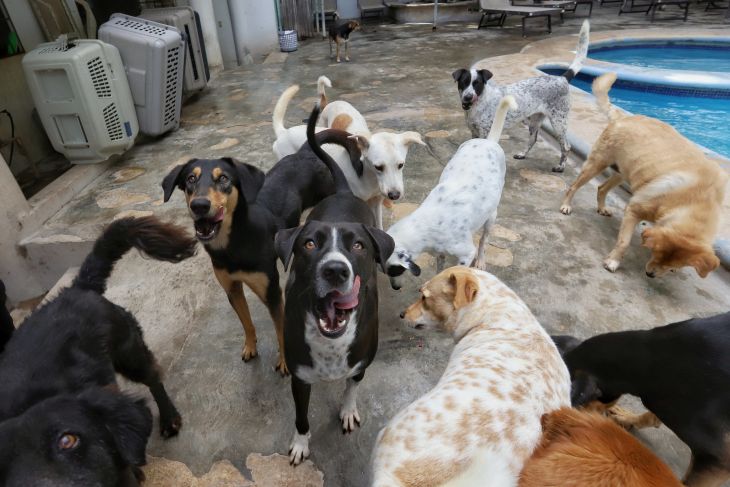 FGE Yucatán cuenta con unidad especializada en maltrato animal