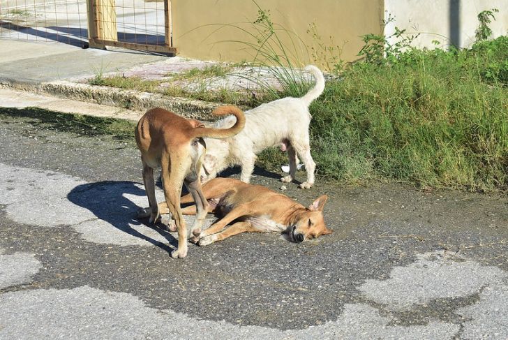 Ayuntamiento analizará Reglamento para la Protección a la Fauna en Mérida