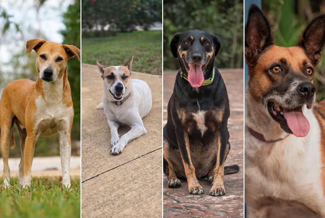 Activistas exigen esclarecer el paradero de cuatro perros en Playa del Carmen