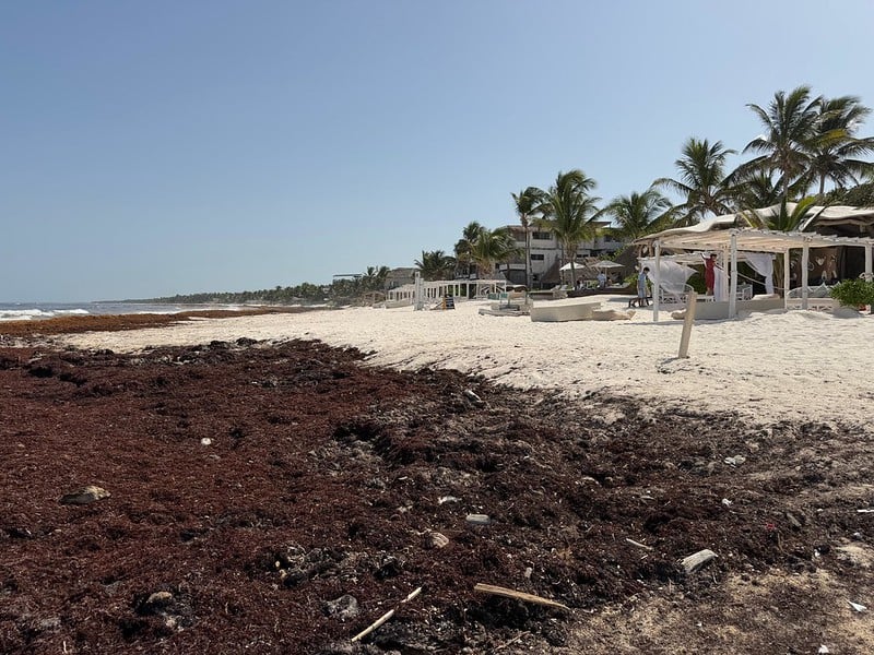 Sargazo ahuyenta bodas en playas de Tulum