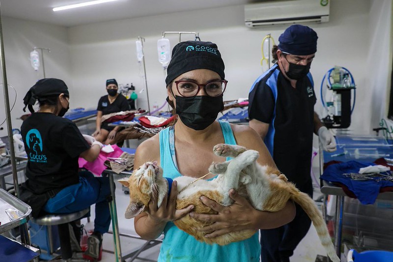Invitan a esterilizar mascotas durante campaña gratuita en Playa del Carmen