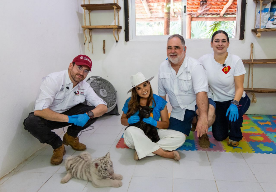 Lezama y Mercado supervisan recuperación de felinos rescatados de Animalandia en Playa del Carmen