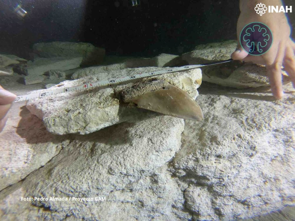 Hallazgo de dientes de megalodón en QRoo muestra que la región fue hogar de enormes depredadores marinos