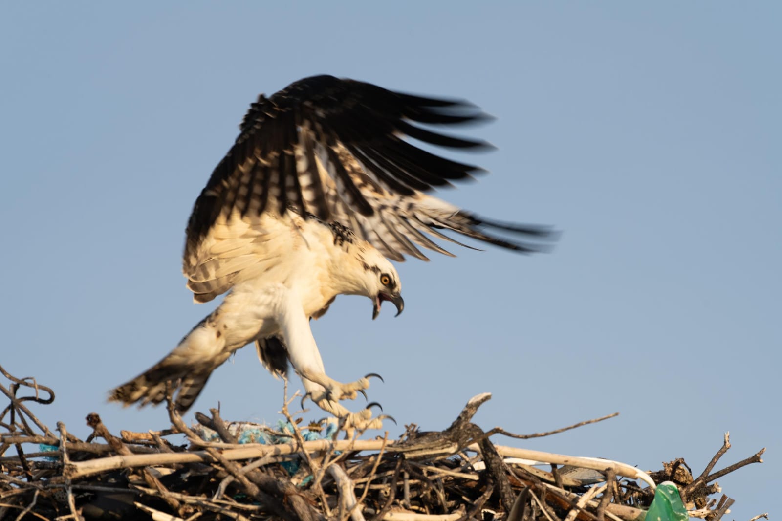 Documenta la FPMC permanencia y reproducción generacional del águila pescadora en Punta Sur, Cozumel