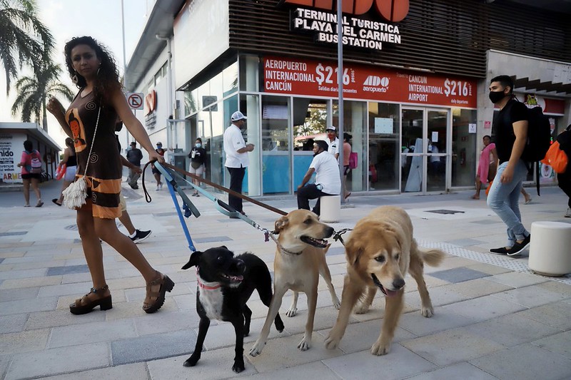 Bancada del Verde en QRoo impulsa reformas para castigar la crueldad animal y regular los crematorios 