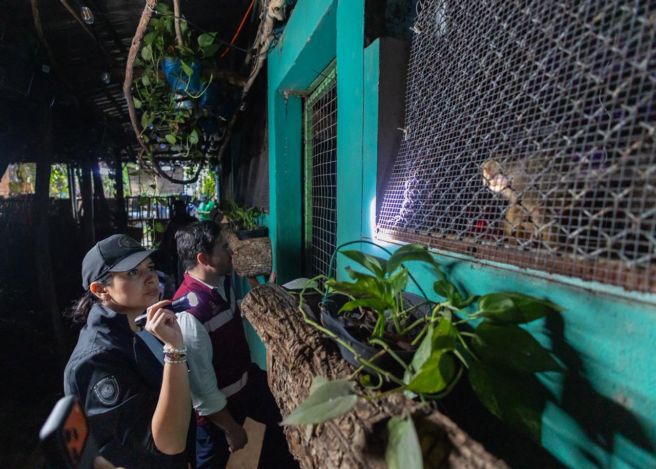Durante cateo en la Quinta Avenida de Playa del Carmen rescatan a 16 animales exóticos