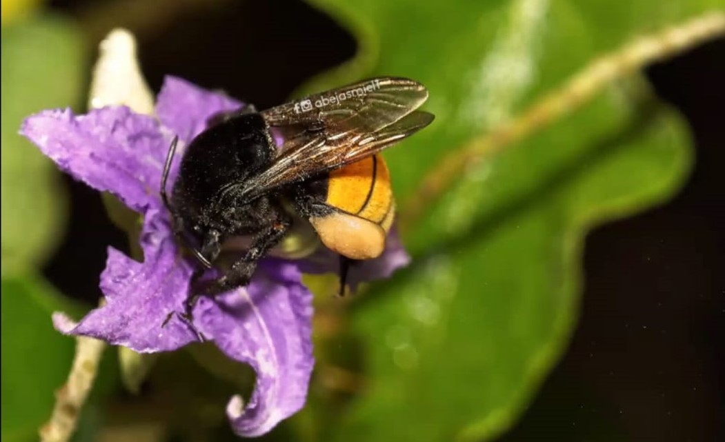 Lanzan convocatorias a concursos para conmemorar el Día Mundial de las Abejas en Tulum