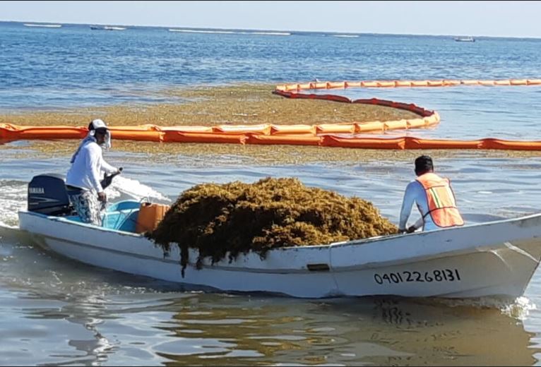 Analizan efectos de los lixiviados del sargazo entre la población de Mahahual y Xcalak