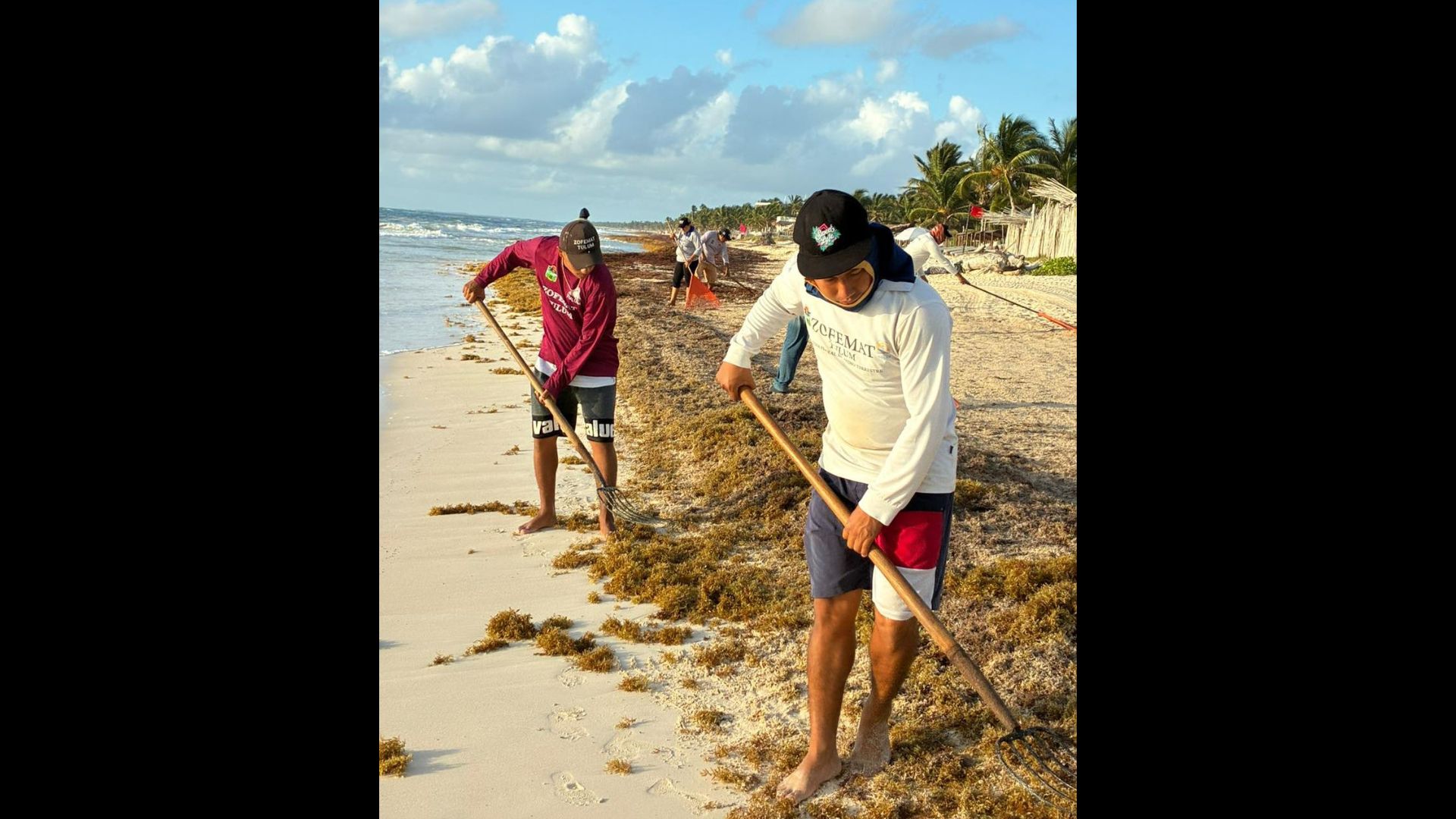Agentes de viajes reconocen estrategia para combatir el sargazo en Quintana Roo
