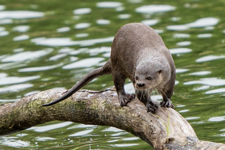 La Jornada Maya | Quintana Roo | Miguel Améndola | El lobito de río, destreza contra cocodrilos