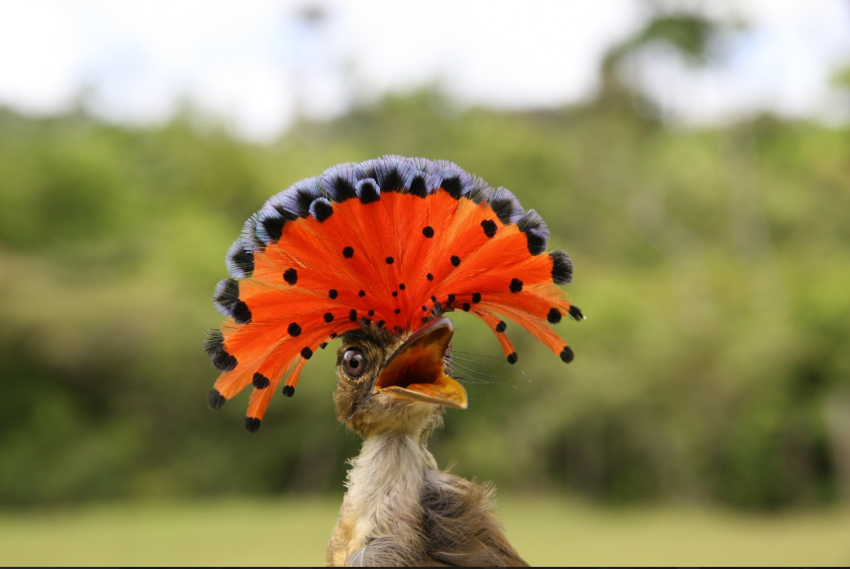 Mosquero real, famoso por su colorido penacho